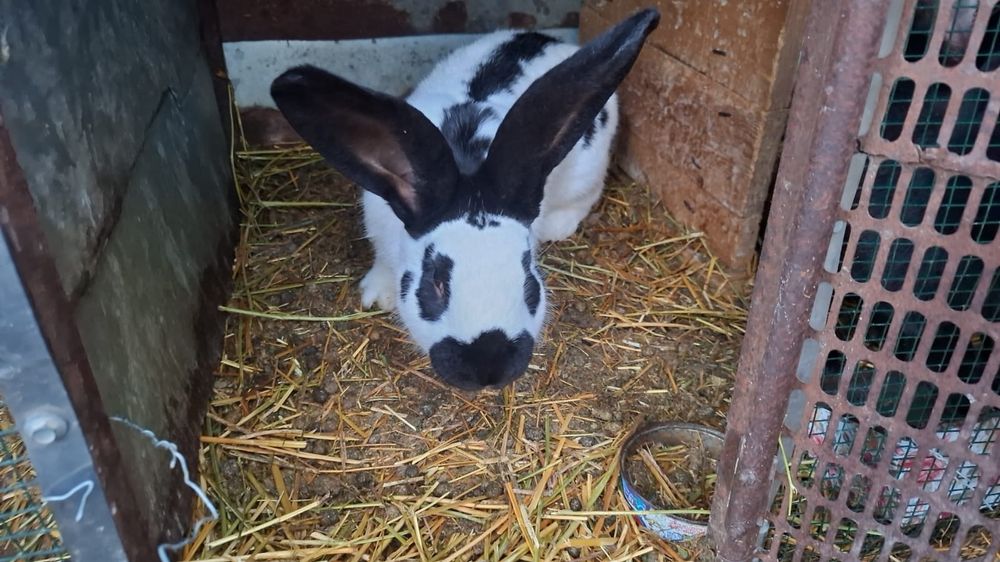 Urias pestrit german