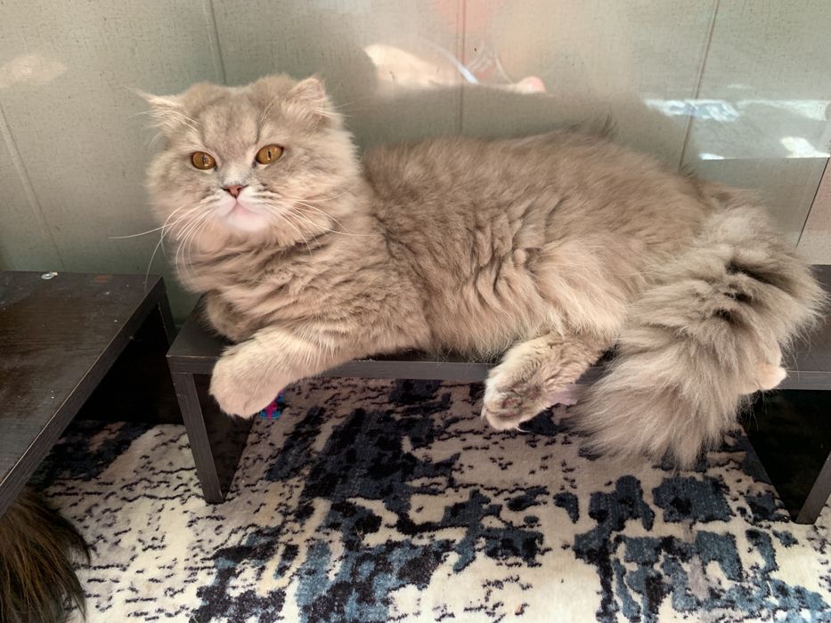 Хайленд фолд