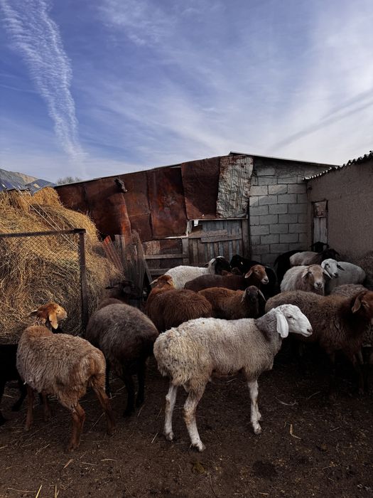 Продам баран на резку
