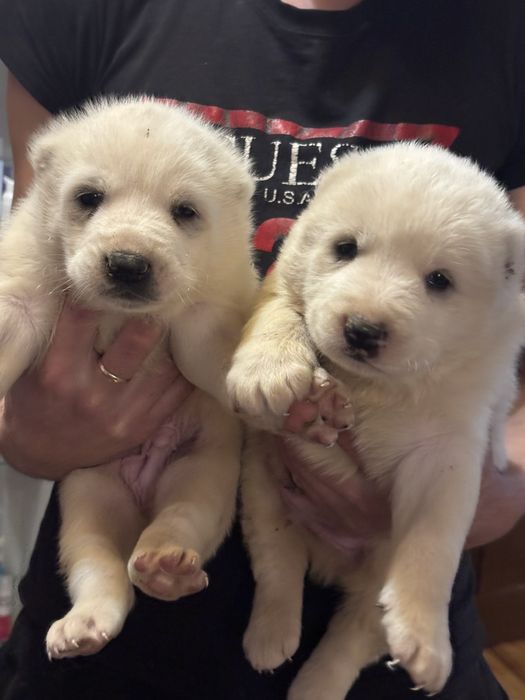 Продавам алабайчета