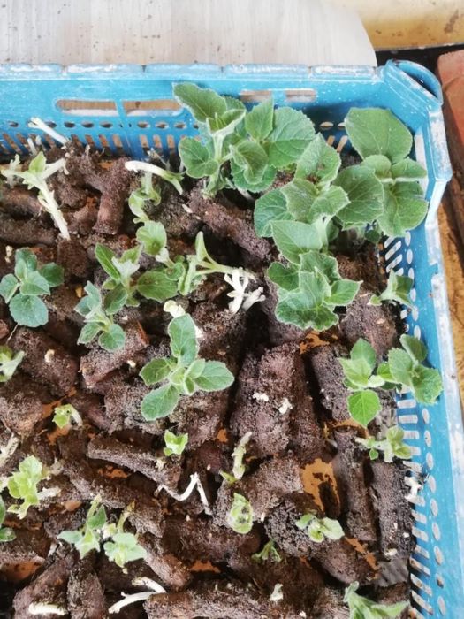 Павдовния тамыры, черенки