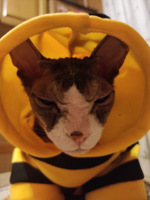 Тёплая одежда для кота. Худи Пчёлка.