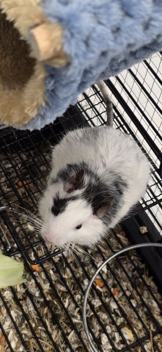 Vând cusca si veverite degu