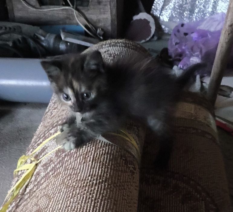 Отдам в добрые руки котят бесплатно