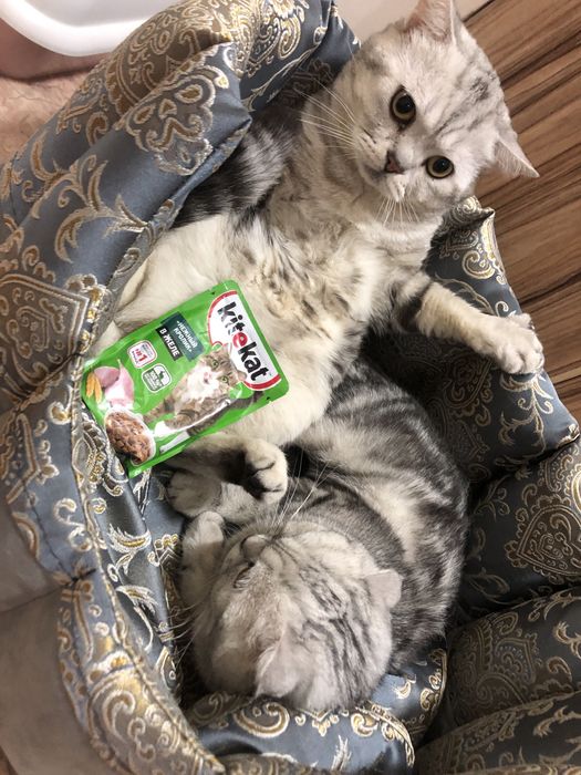 Срочно вязка вязка