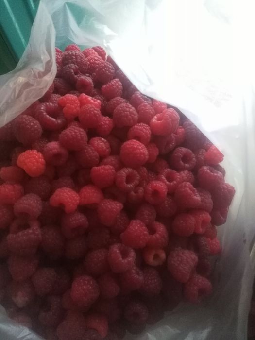 Продам Галанскую малину