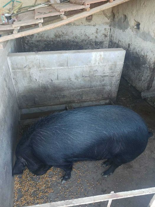 Продава се женско прасе