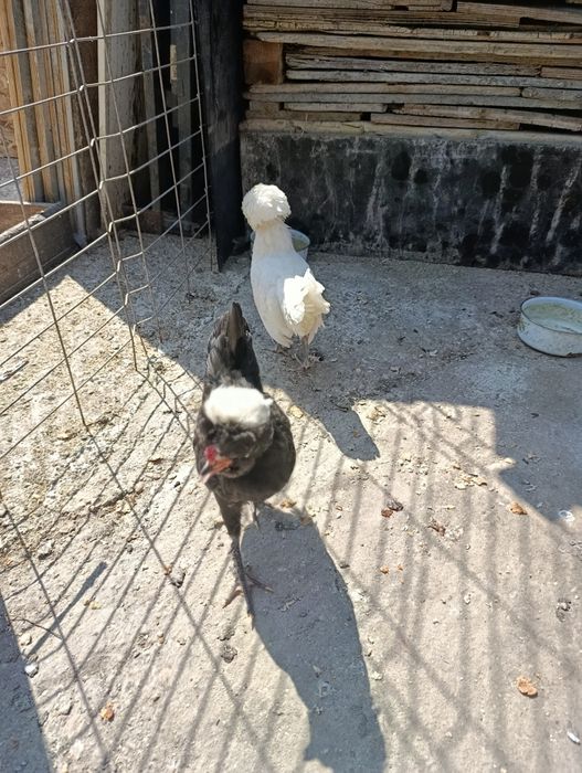 Moțată olandeza.