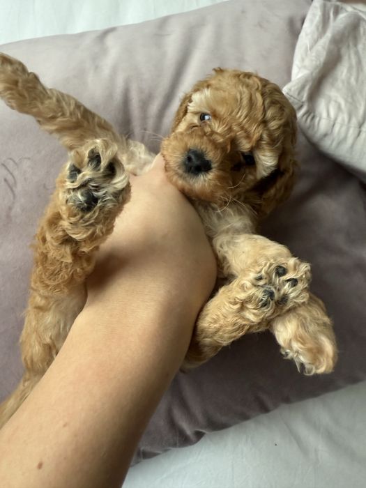 Мини Пудели - момче и момиче