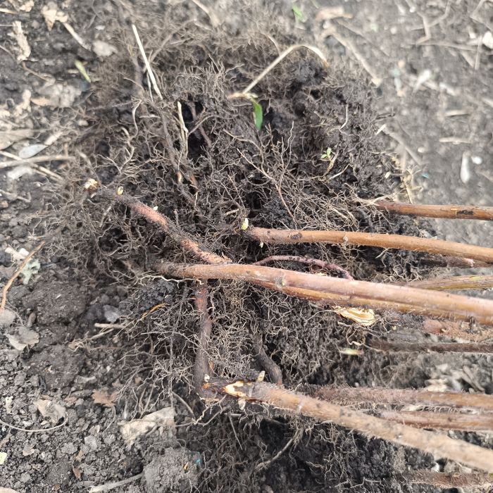 Продам саженцы малины