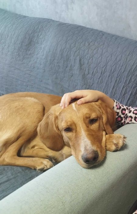 Спешно!!! Търси се дом за Нала!