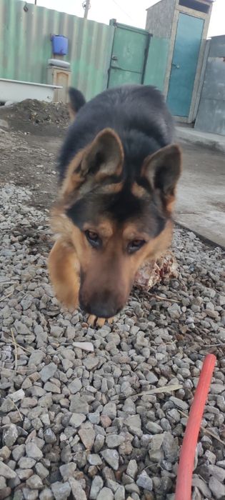 Кабель ищет сучку