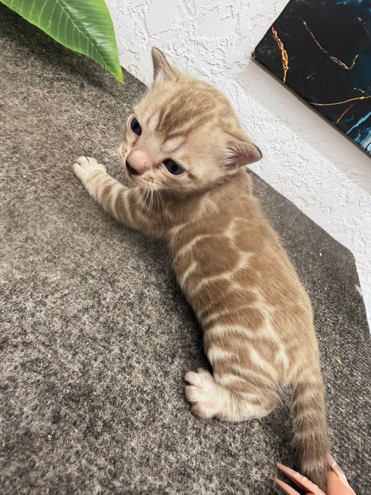 Бенгальские котята