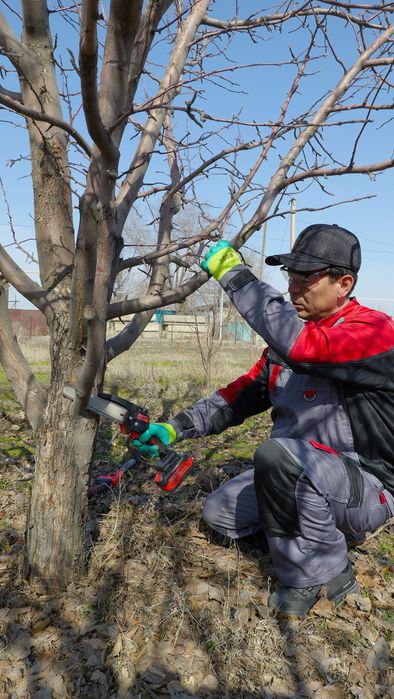 обрезка плодовых деревьев
