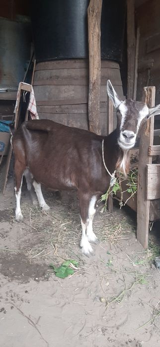 Capra Alpin Franceza Toggenburg
