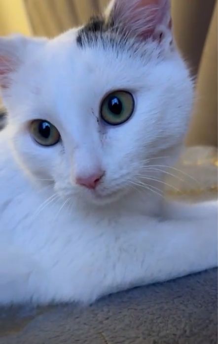 Котенок мальчик 4мес.