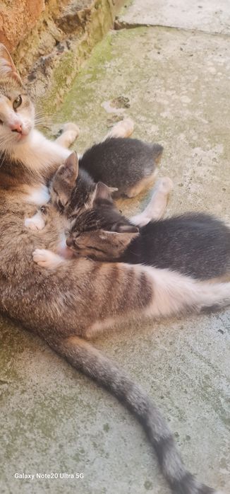 Котенца търсят дом