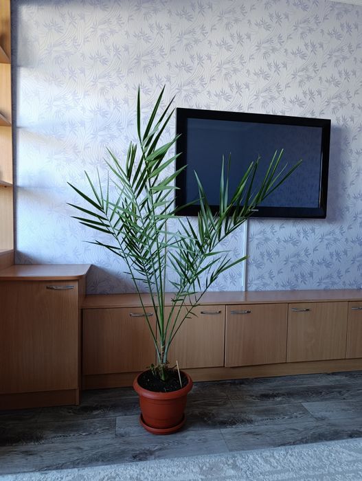 Пальма финиковая