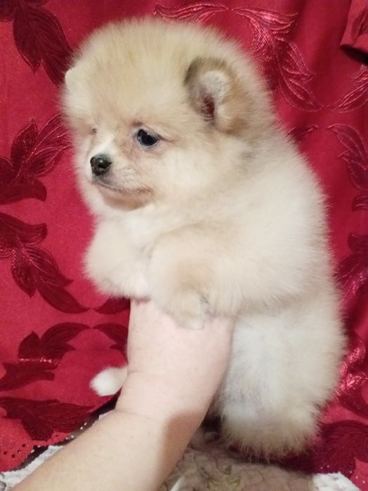 Продам щенка шпица