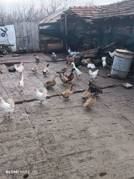 Глухонеми  патици