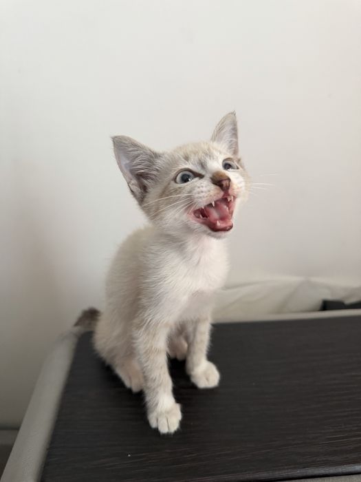 Отдам котика бесплатно