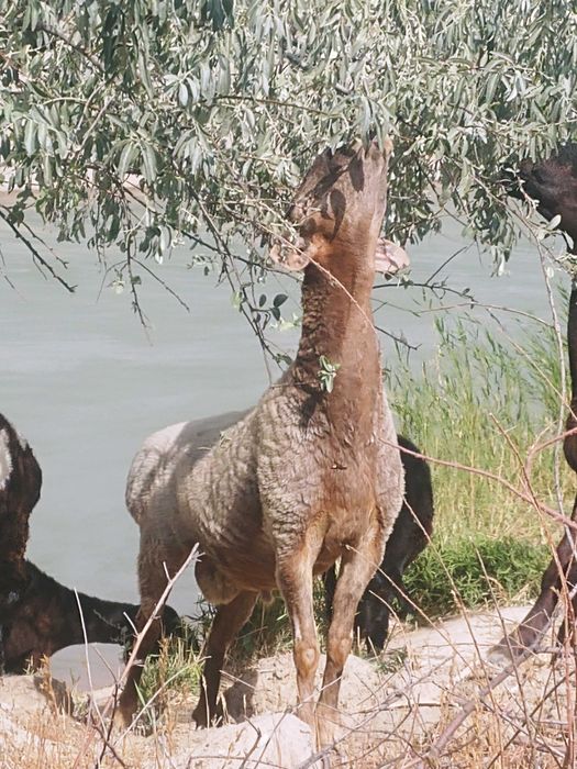 Акика ва эхсонлар учун Кучкорлар сотилади