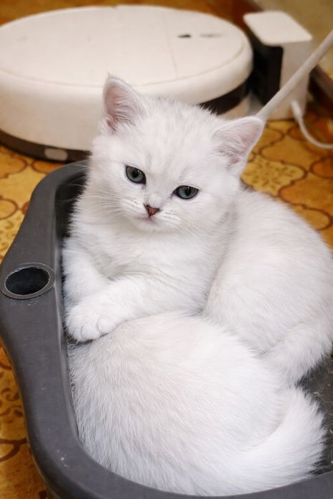 Серебристые шиншиллы котята