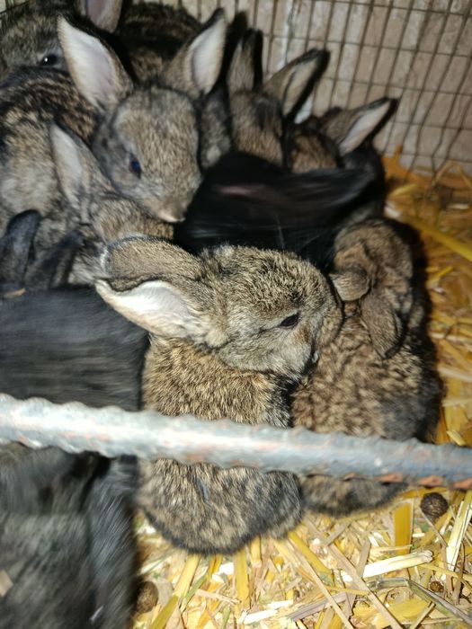 Quyon bolari sotiladi