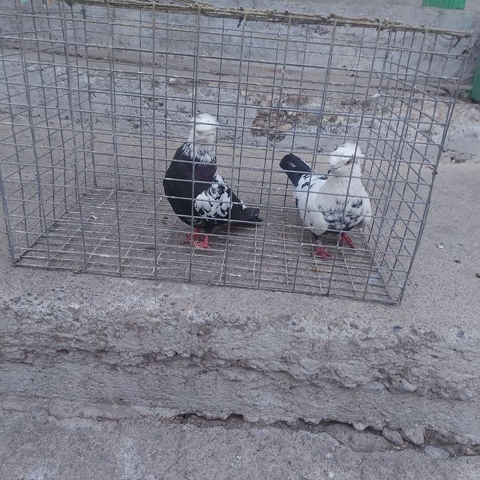 Сочи двух чуби пара лет с игрой