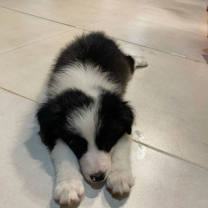 Fetița border collie
