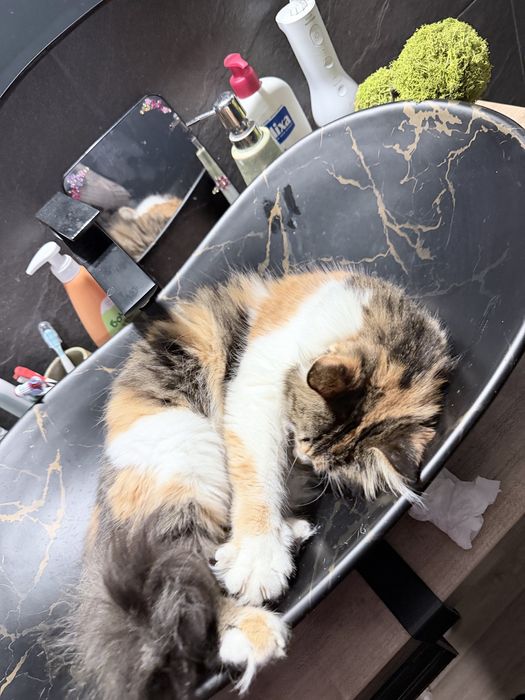Подарявам котка женска