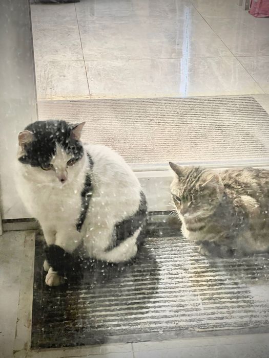 Ищем кошечкам дом