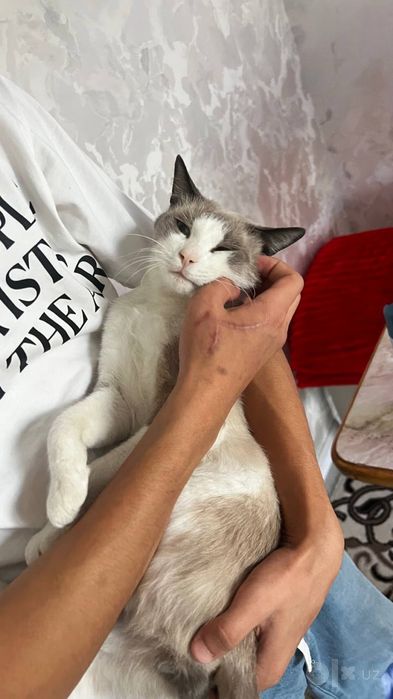 Snowshoe mushuk 1yarim yosh ogil bola