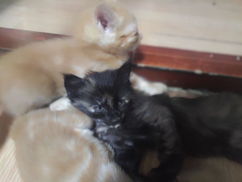 Котята домашние продам срочно