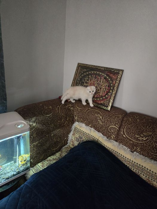 Британская золотистая шиншила