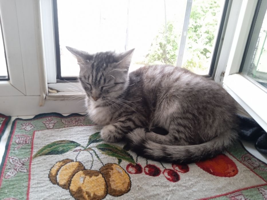 Котята от кошки-крысоловки.