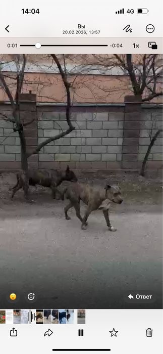 СТАФФОРДЫ!! Парочка! Потеряшки!