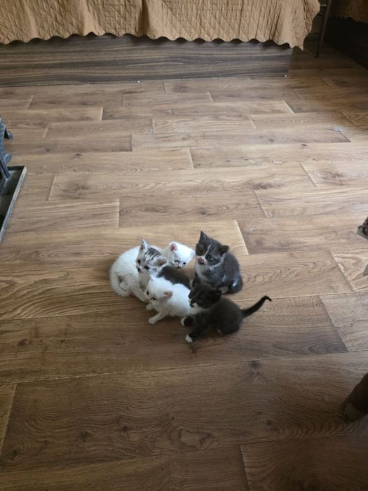 Котета на 3-4 седмици