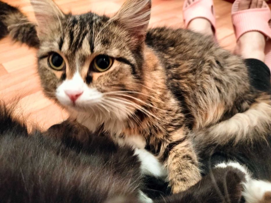 Кот подросток Дорфи,отдается в самые добрые руки!