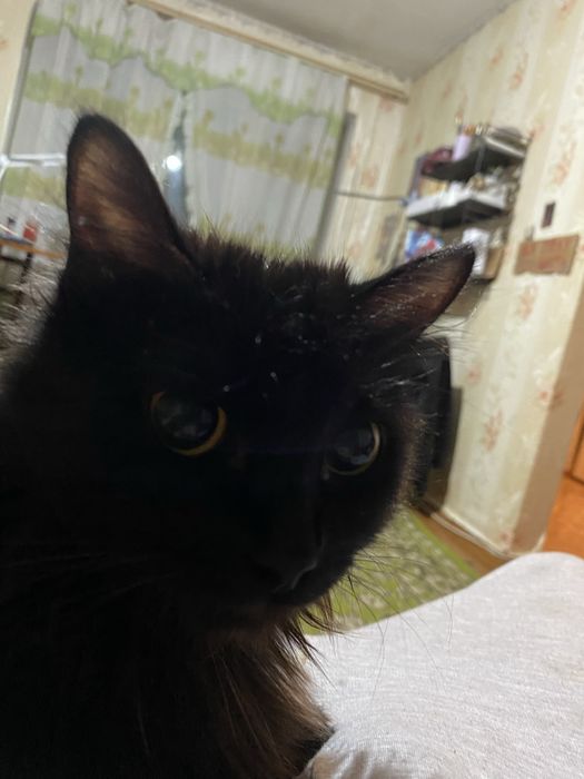 Отдам в добрые руки кошек