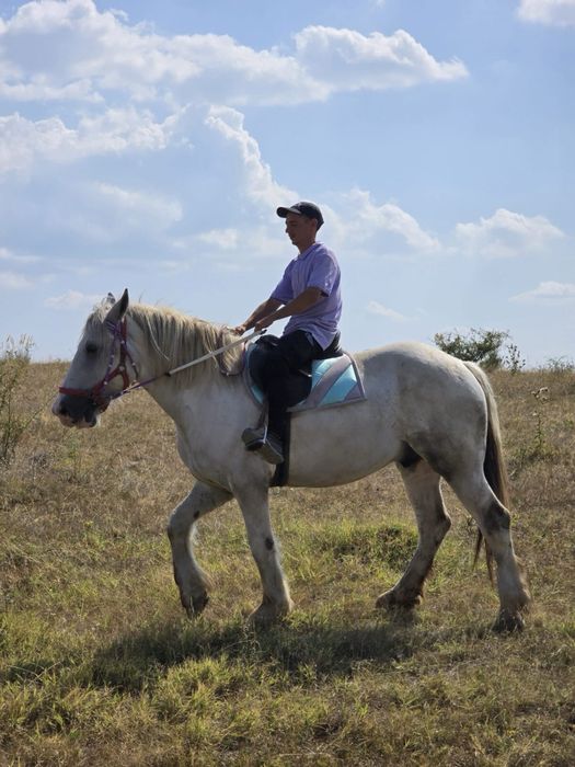 De vanzare cal Echitatie Pinto