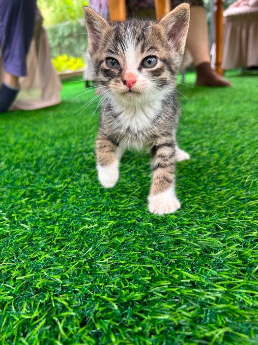 Котята Бесплатно