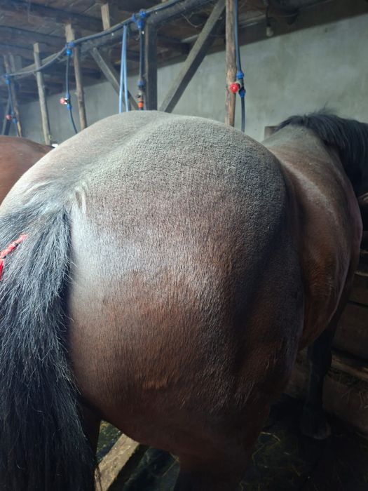 Vand iapă de 8 ani cu acte mai multe mesaje in privat