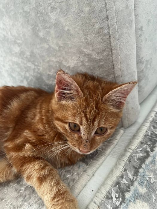 Рыжий котёнок мальчик, 2 месяца, ласковый и ручной, срочно