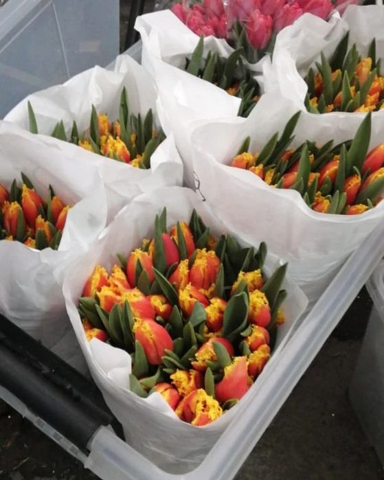 Тюльпаны оптом от 420 тенге