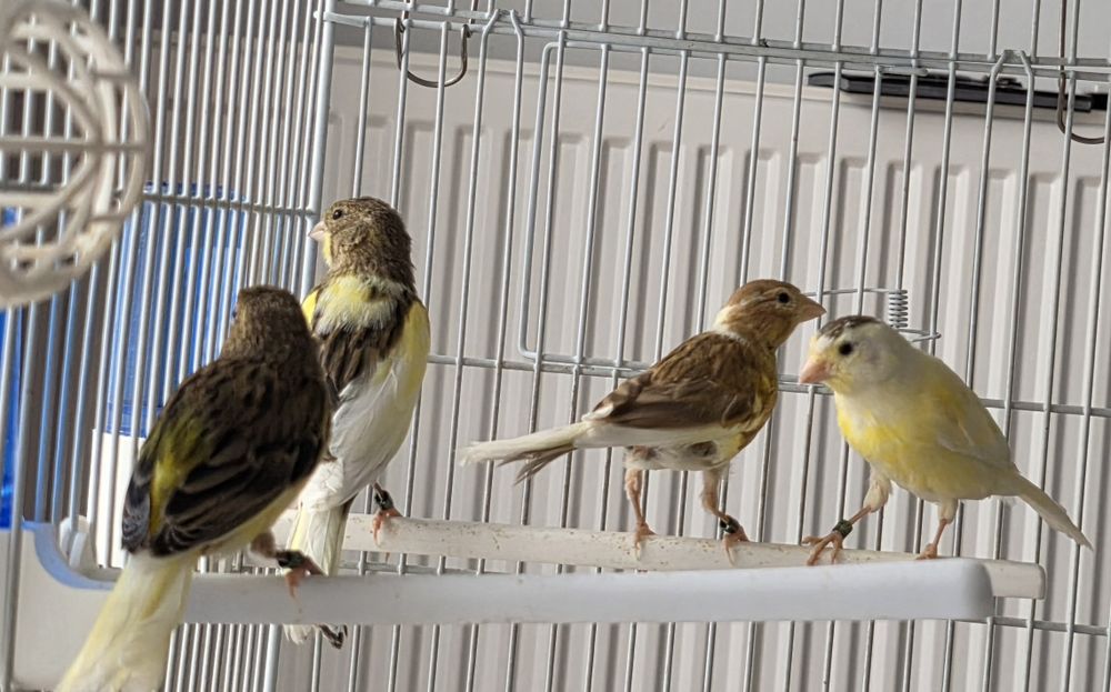 Vând canari timbrado