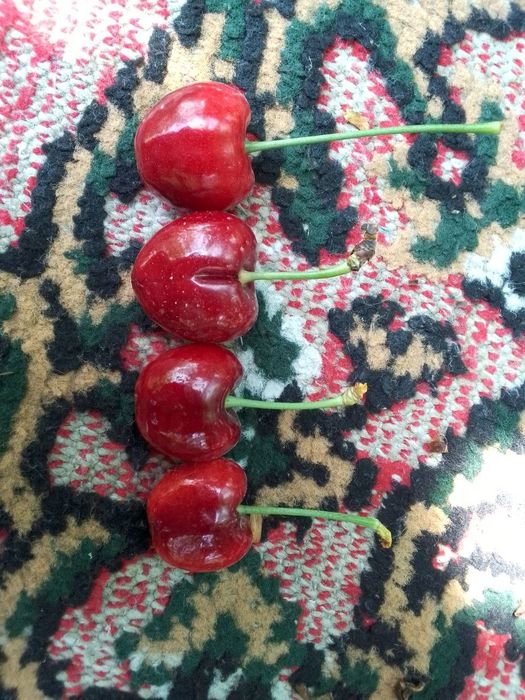 Гилос кучатлари сотилади