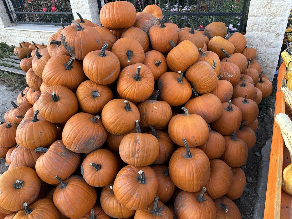 Dovleci decor, Haloween