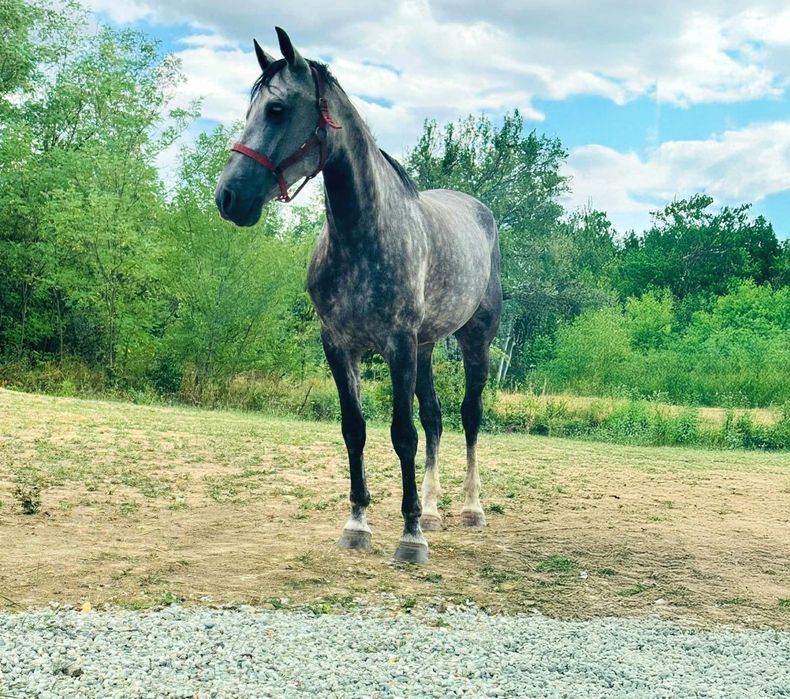 De Vanzare Cal Castrat Varsta 7 Ani