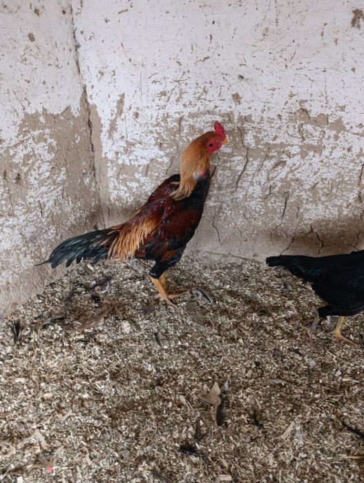 Zoti karis ertaki juja